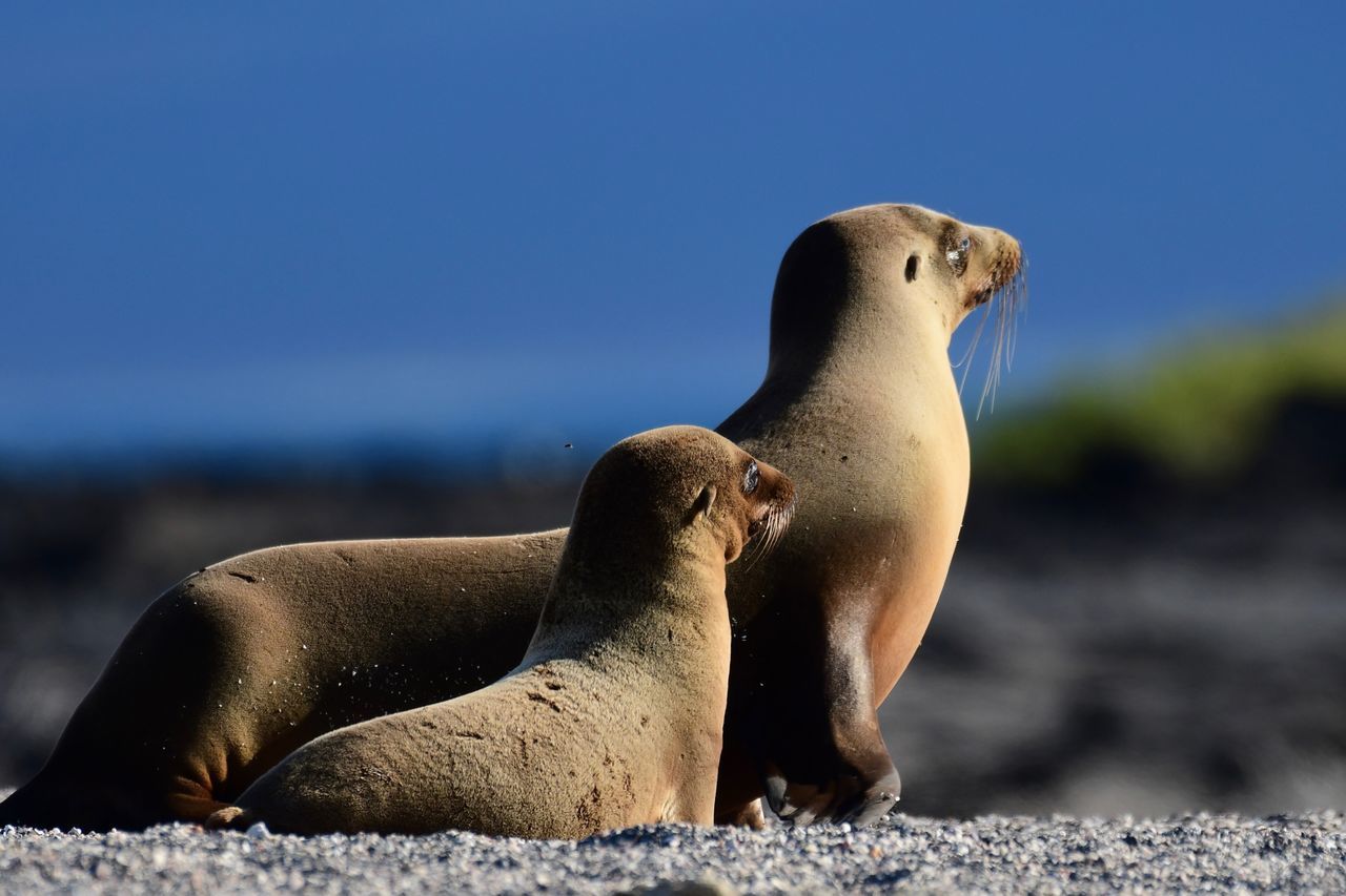 Sea Lion Mom and Pup