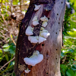 Close-up of mushroom growing on tree trunk