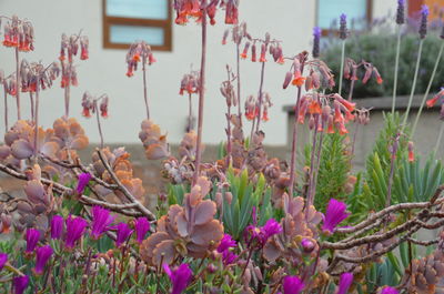 Close-up of pink flowers