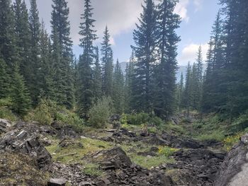 Trees in forest