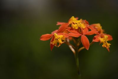 Close-up of flowers blooming outdoors