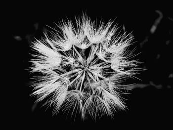 Close-up of flower against black background