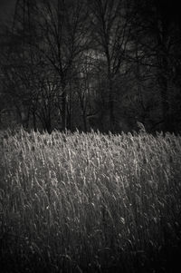 Scenic view of field during winter