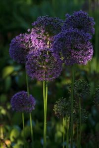 Close-up of purple flowering plant