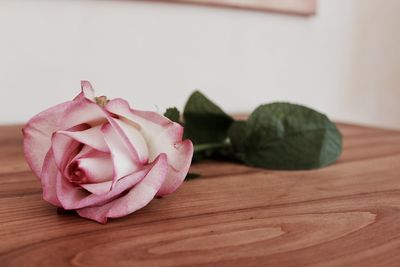 Close-up of pink rose on table