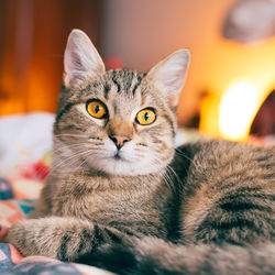 Close-up portrait of cat relaxing at home