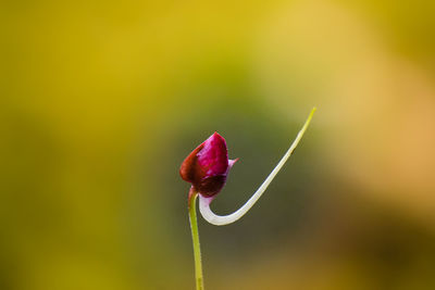 Close-up of red flower bud