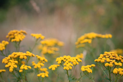 Close-up of yellow flowering plant