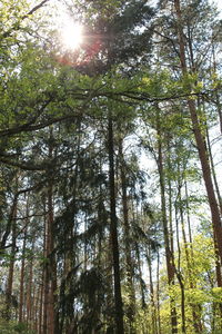 Low angle view of trees