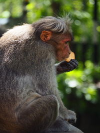 Close-up of monkey eating outdoors