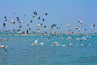 Flock of seagulls flying over sea