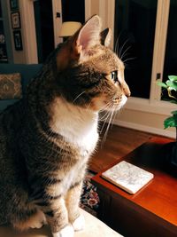 Tabby cat stares into distance 