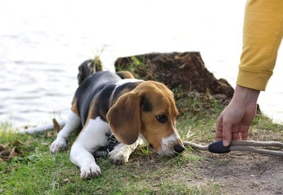 Puppy beagle and human hand outdoor