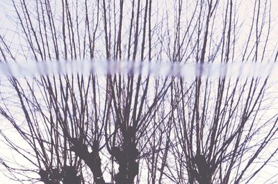 Low angle view of bare trees against sky