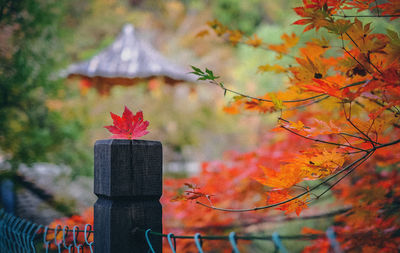 Tree growing by wooden post during autumn