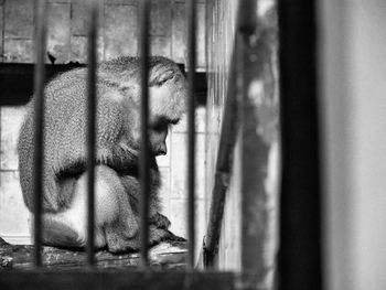 Cat looking away while sitting in cage