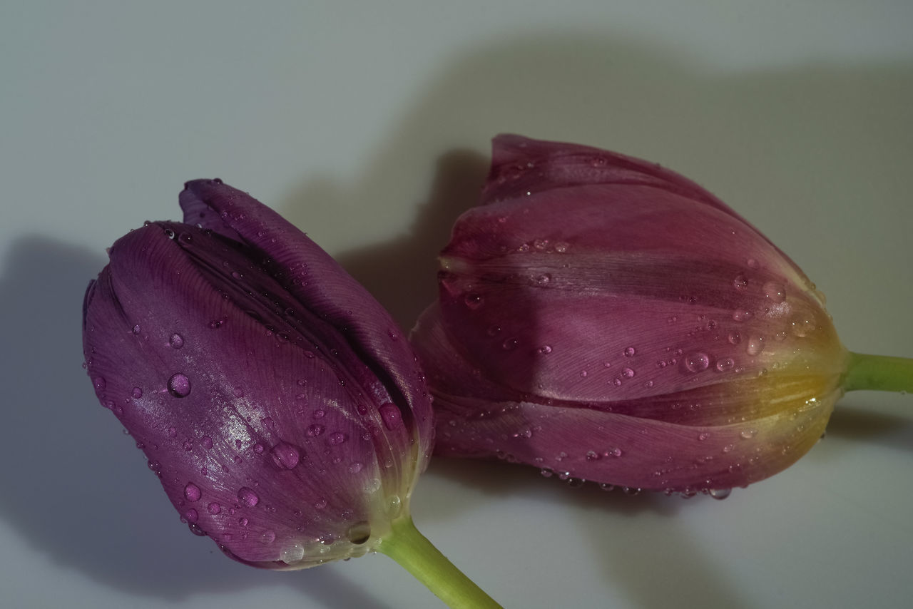 CLOSE-UP OF WET PURPLE FLOWER ON WATER