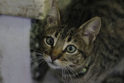 Close-up portrait of a cat
