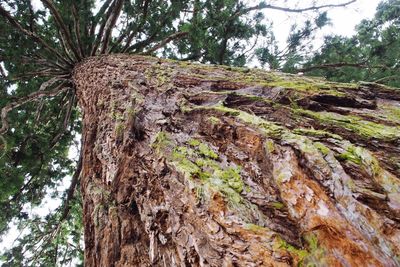 Low angle view of trees