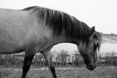 Horse standing on field