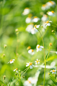 Close-up of white flowering plants on field