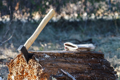 Close-up of logs on tree stump in forest