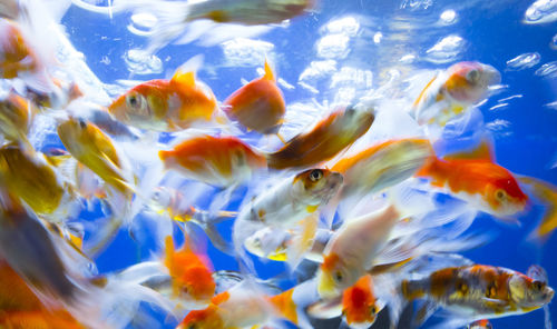 School of fish swimming in tank