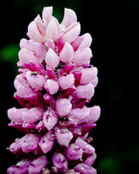 Close-up of pink flowers