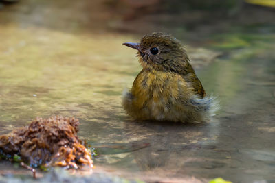 Close-up of bird eating