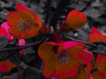 Close-up of red flowers