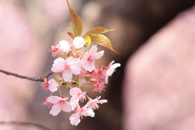 Close-up of pink cherry blossoms