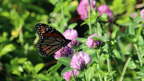 Close-up of butterfly pollinating on purple flower