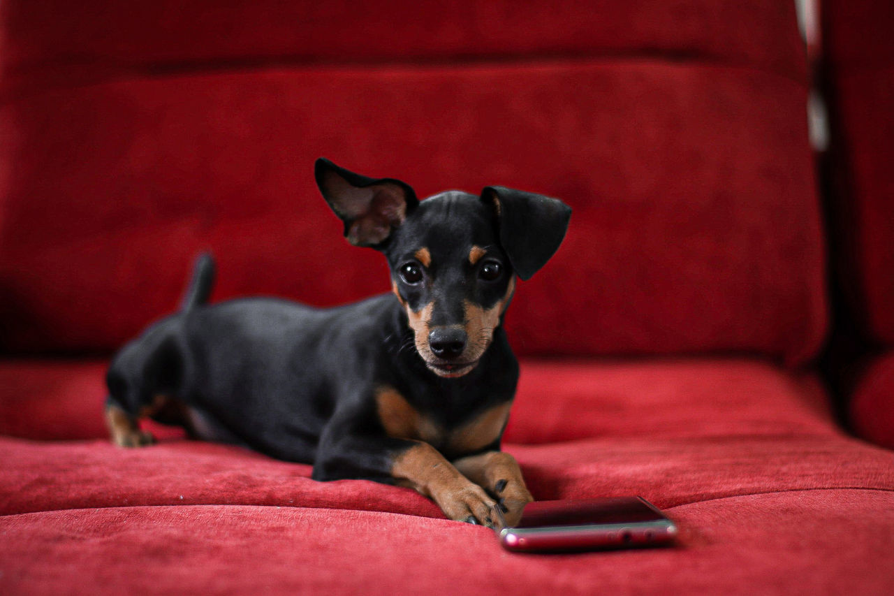 domestic animals, pets, dog, canine, domestic, one animal, mammal, furniture, red, sofa, indoors, relaxation, portrait, looking at camera, no people, vertebrate, black color