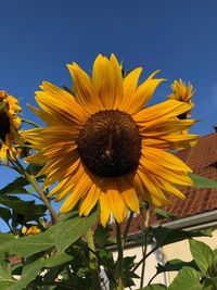 Close-up of yellow sunflower against sky