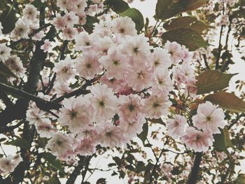 Low angle view of pink flowers on tree