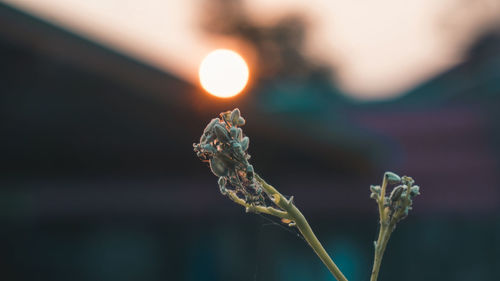 Close-up of plant against sky during sunset