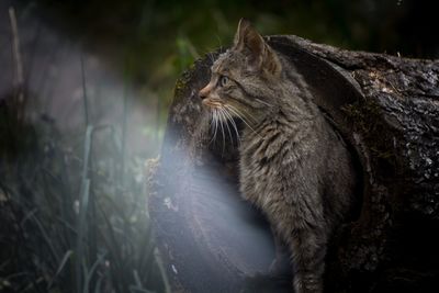 Close-up of cat looking away while standing in hollow log