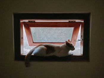 Cat relaxing on window