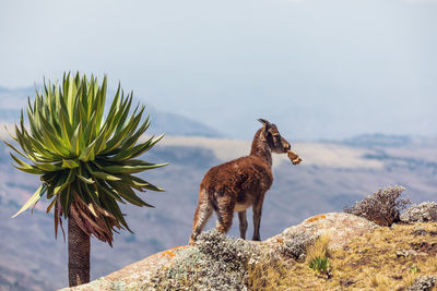 Giraffe standing on rock against sky