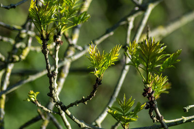 Close-up of leaves against blurred background