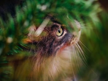 Close-up of a cat