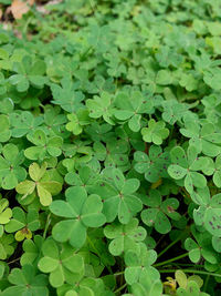 A bed of clovers 