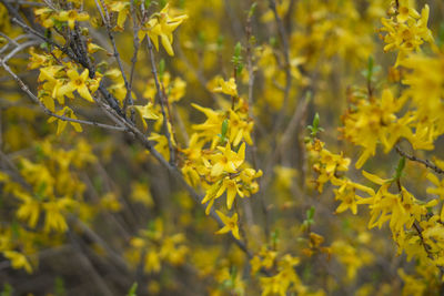 Wild yellow flower.