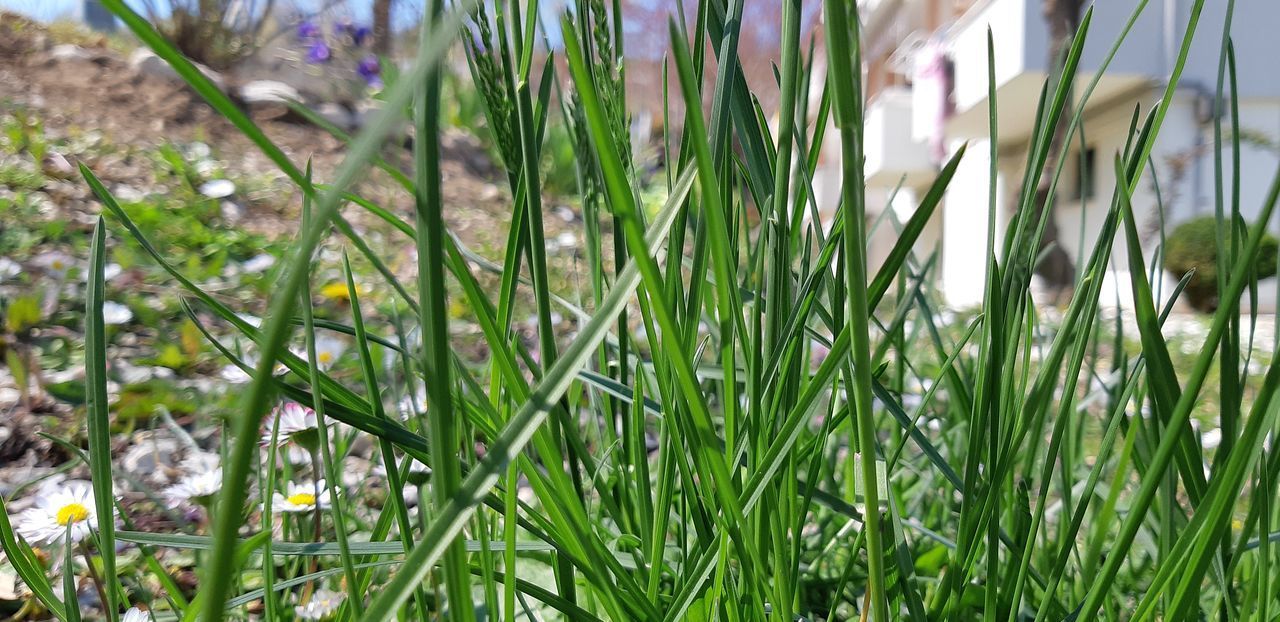 CLOSE-UP OF FLOWERING PLANTS GROWING ON FIELD