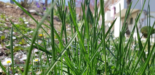 Close-up of flowering plants on field