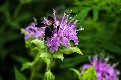 Close-up of purple flowers