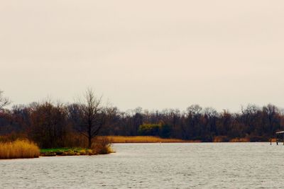 Bare trees on landscape