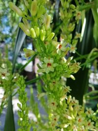 Close-up of flowering plant