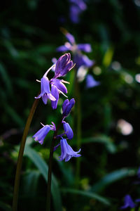 Close-up of purple flowering plant