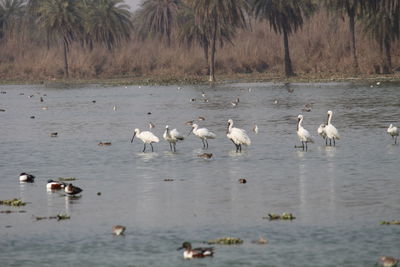 Birds in calm water